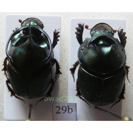 Onthophagus mouhoti Harold, 1875 pair Thailand29b